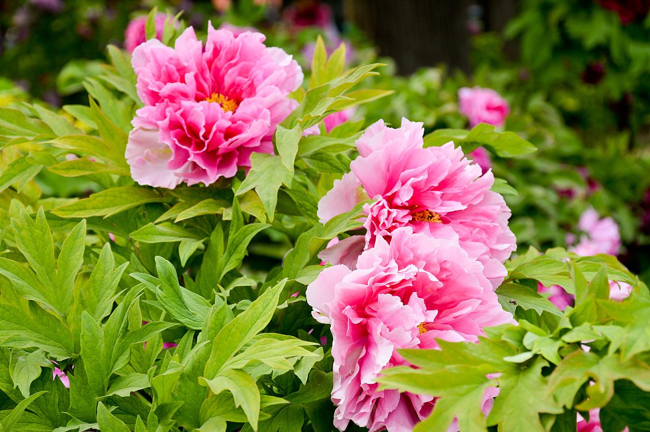 四月，你好！